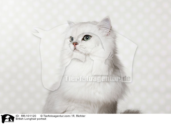 British Longhair portrait / RR-101120