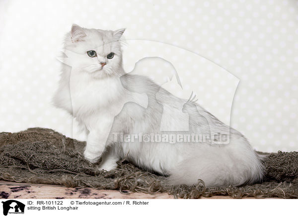sitting British Longhair / RR-101122