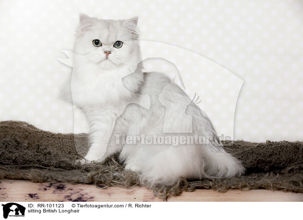 sitting British Longhair / RR-101123