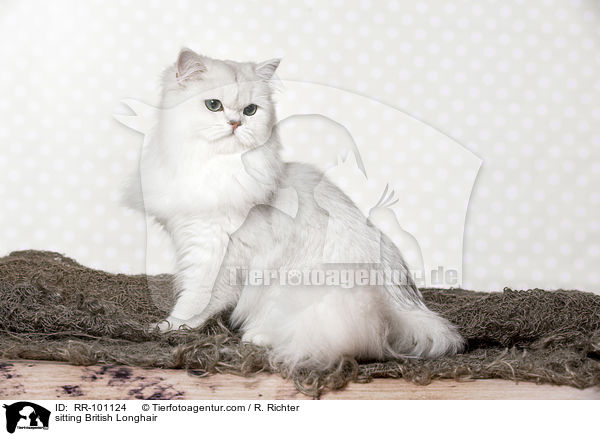 sitting British Longhair / RR-101124