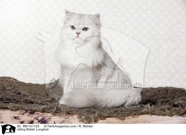 sitting British Longhair / RR-101125