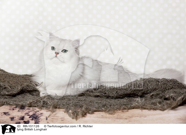 liegende Britisch Langhaar / lying British Longhair / RR-101126