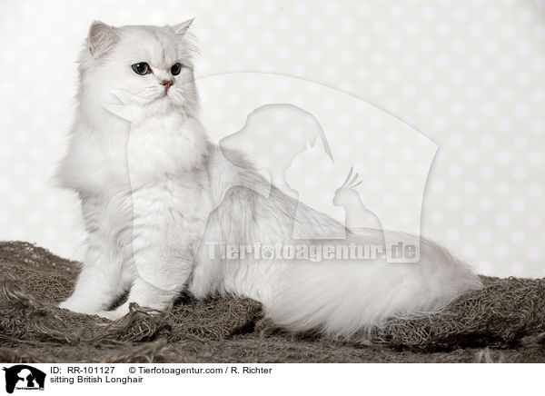 sitting British Longhair / RR-101127