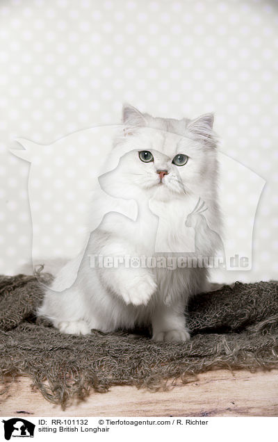 sitting British Longhair / RR-101132