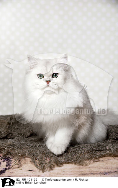 sitzende Britisch Langhaar / sitting British Longhair / RR-101135