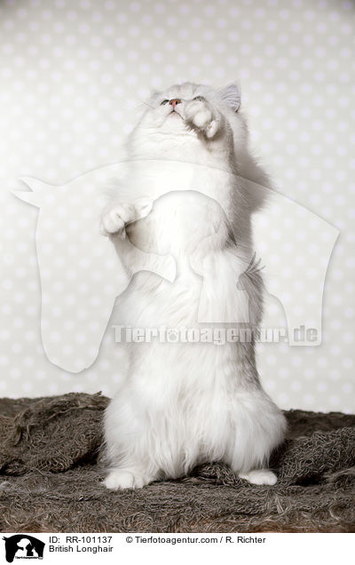 British Longhair / RR-101137