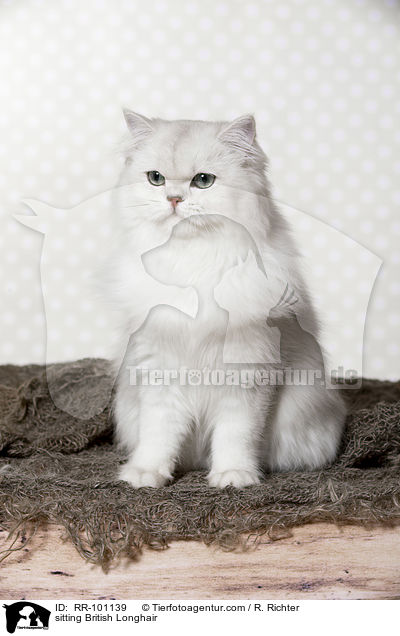 sitting British Longhair / RR-101139