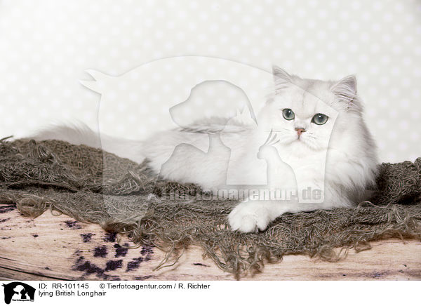 liegende Britisch Langhaar / lying British Longhair / RR-101145