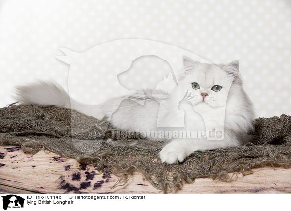 lying British Longhair / RR-101146