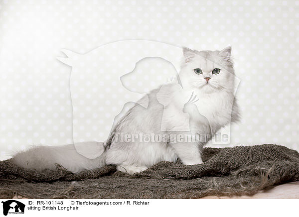 sitting British Longhair / RR-101148
