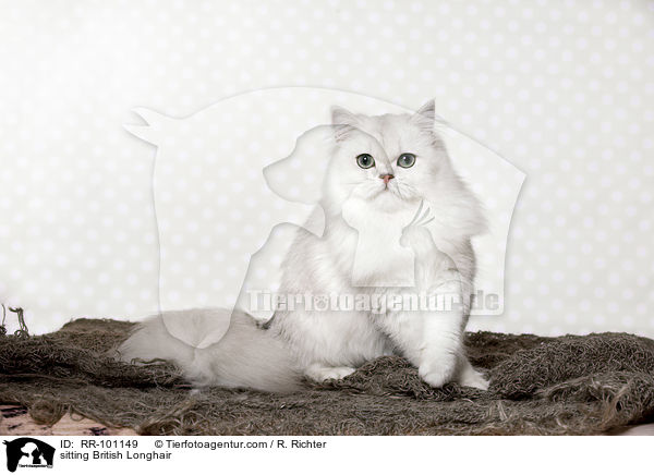 sitting British Longhair / RR-101149