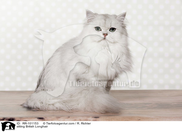 sitting British Longhair / RR-101153