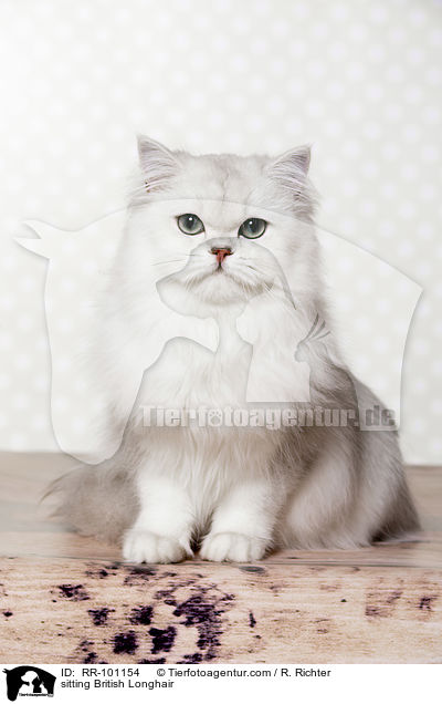sitting British Longhair / RR-101154