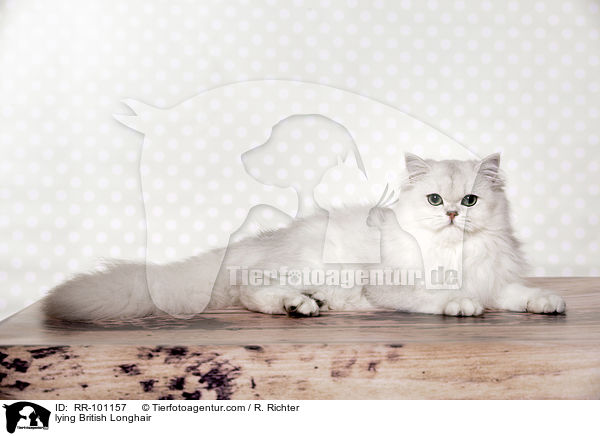 lying British Longhair / RR-101157