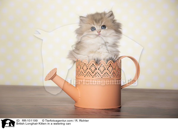 British Longhair Kitten in a watering can / RR-101199