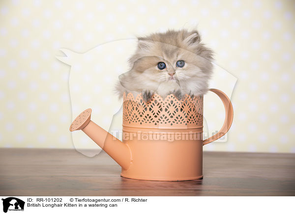 British Longhair Kitten in a watering can / RR-101202