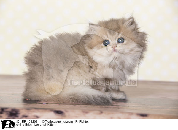 sitting British Longhair Kitten / RR-101203