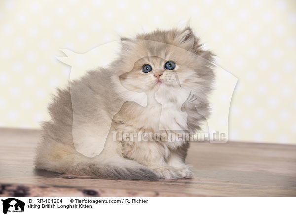 sitting British Longhair Kitten / RR-101204
