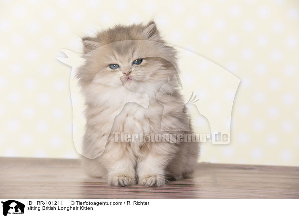 sitting British Longhair Kitten / RR-101211