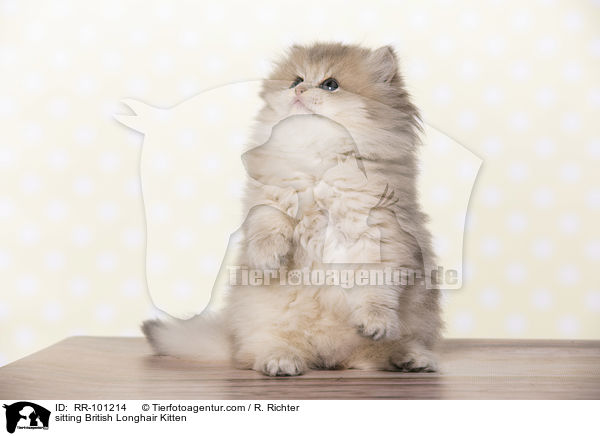 sitting British Longhair Kitten / RR-101214
