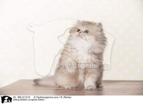 sitting British Longhair Kitten / RR-101215
