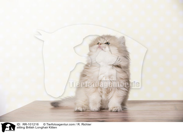 sitzendes Britisch Langhaar Ktzchen / sitting British Longhair Kitten / RR-101216