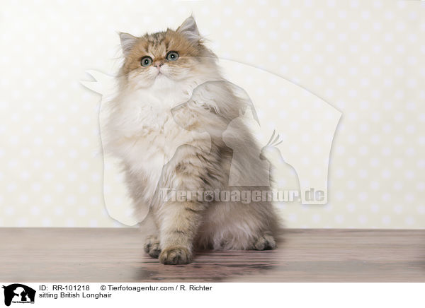 sitting British Longhair / RR-101218