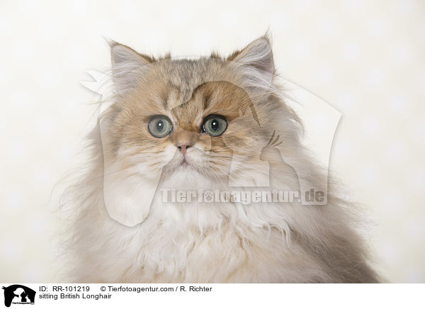 sitting British Longhair / RR-101219