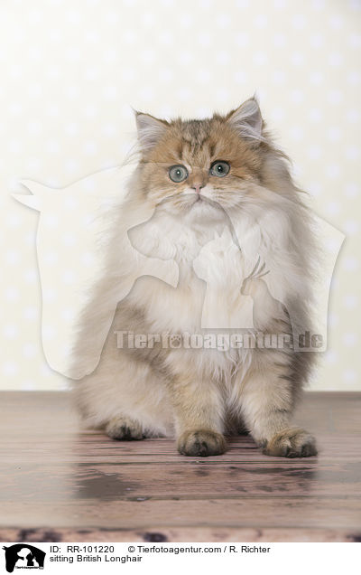 sitting British Longhair / RR-101220