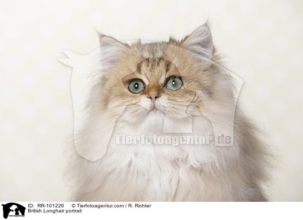 British Longhair portrait / RR-101226