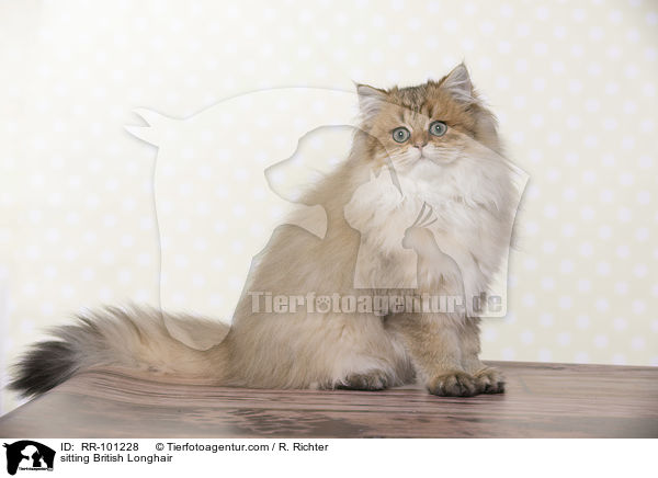 sitzender Britisch Langhaar / sitting British Longhair / RR-101228