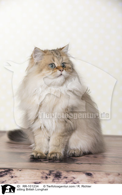 sitting British Longhair / RR-101234
