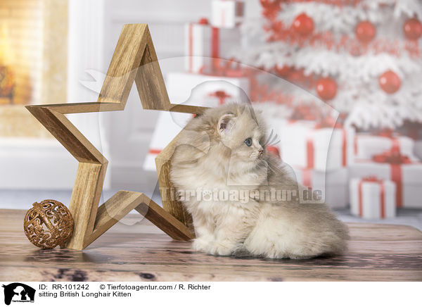 sitting British Longhair Kitten / RR-101242