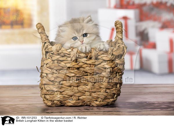 British Longhair Kitten in the wicker basket / RR-101253