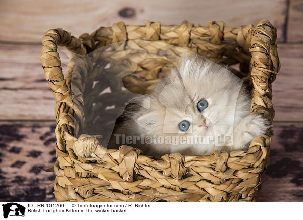 British Longhair Kitten in the wicker basket / RR-101260
