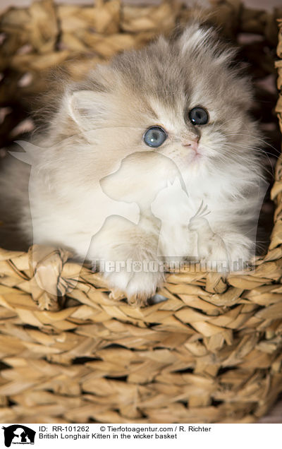 British Longhair Kitten in the wicker basket / RR-101262