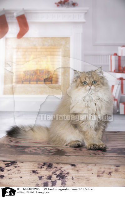 sitting British Longhair / RR-101265