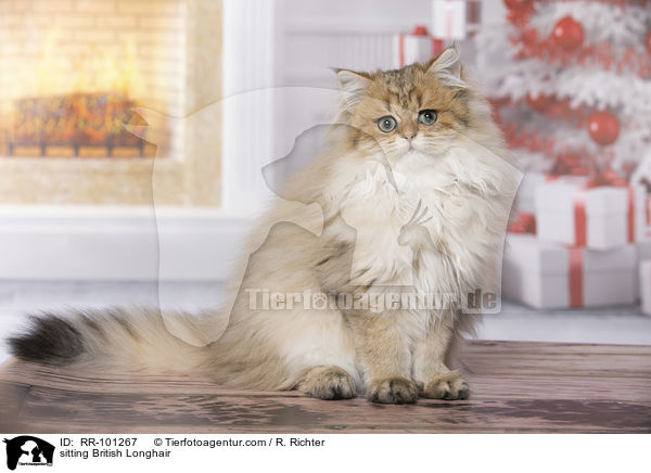 sitting British Longhair / RR-101267