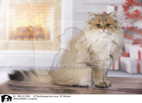 sitting British Longhair / RR-101268