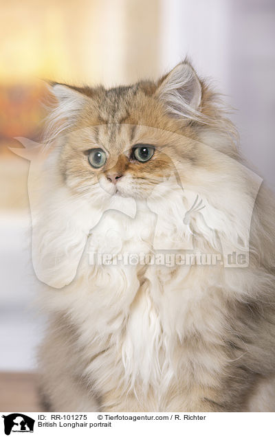 Britisch Langhaar Portrait / British Longhair portrait / RR-101275