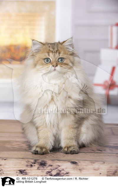 sitting British Longhair / RR-101276