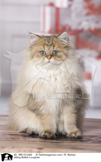 sitting British Longhair / RR-101280