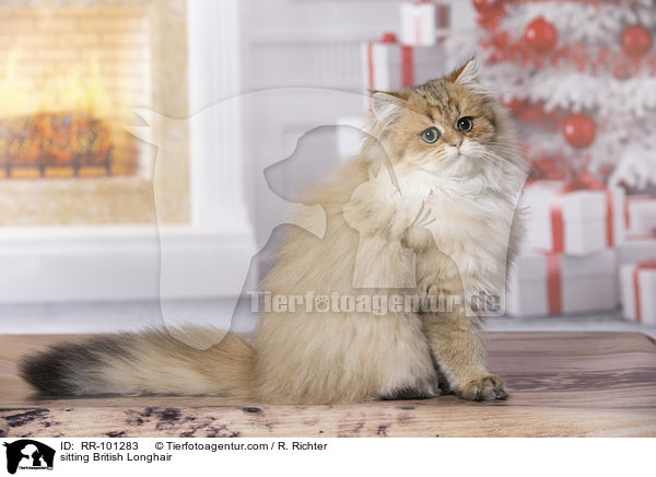 sitting British Longhair / RR-101283