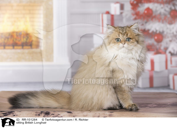 sitting British Longhair / RR-101284