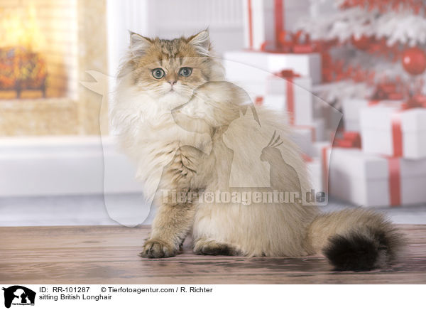 sitting British Longhair / RR-101287