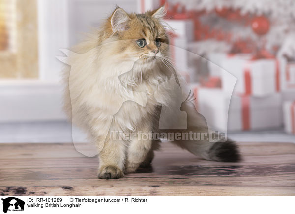 walking British Longhair / RR-101289