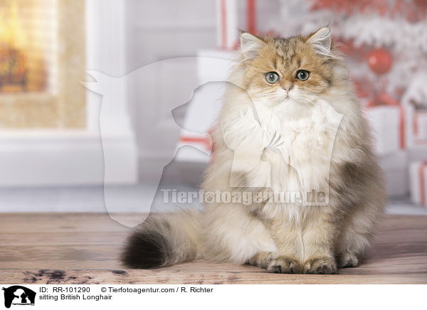 sitting British Longhair / RR-101290