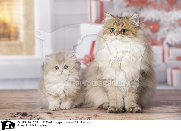 sitzende Britisch Langhaar / sitting British Longhair / RR-101291