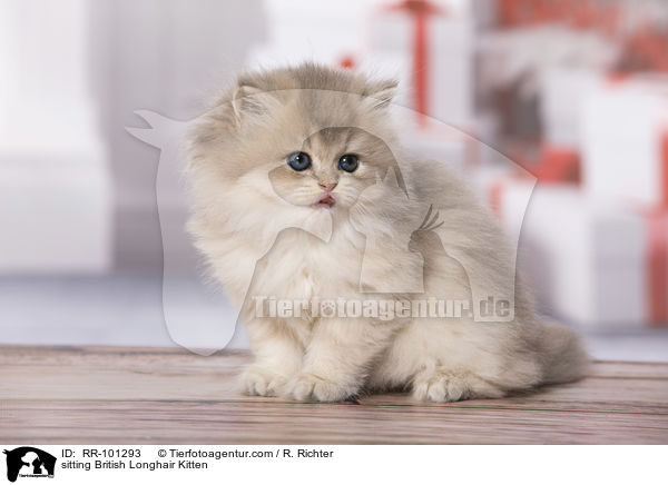 sitting British Longhair Kitten / RR-101293