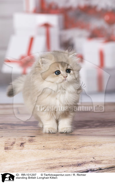 standing British Longhair Kitten / RR-101297